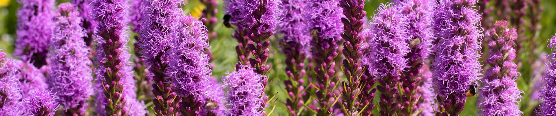 Prachtscharte - Einpflanzen im Garten (thumbnail).jpg Prachtscharte - Einpflanzen im Garten (thumbnail).jpg