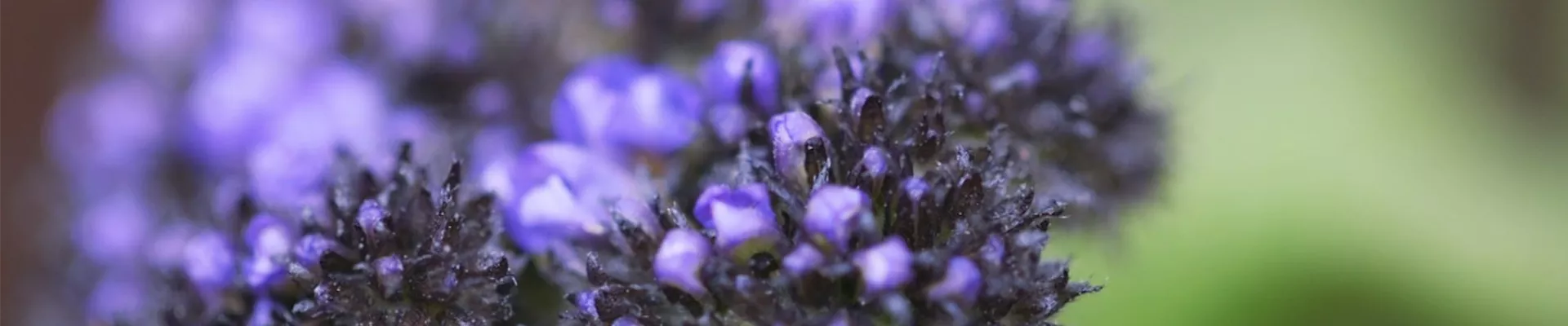 Vanilleblume - Einpflanzen im Garten (thumbnail).jpg Vanilleblume - Einpflanzen im Garten (thumbnail).jpg