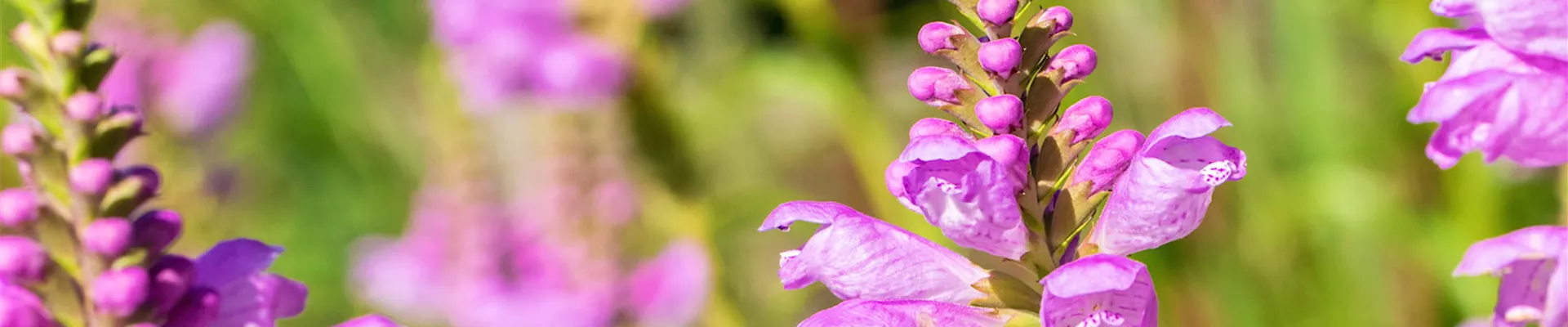 Gelenkblume - Einpflanzen im Garten (thumbnail).jpg