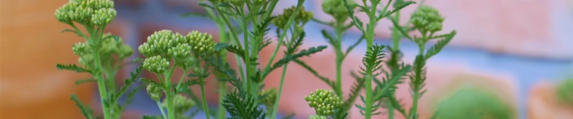 Schafgarbe - Einpflanzen im Garten (thumbnail2).jpg Schafgarbe - Einpflanzen im Garten (thumbnail2).jpg