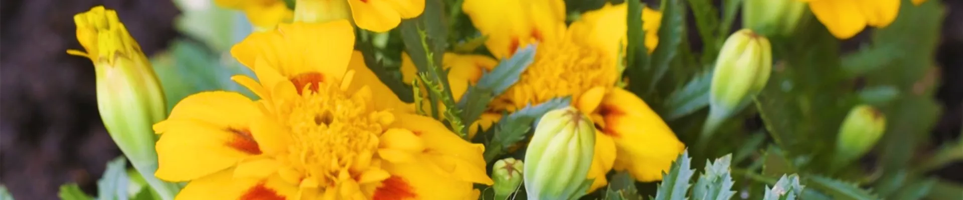 Studentenblume - Einpflanzen im Garten (thumbnail2).jpg