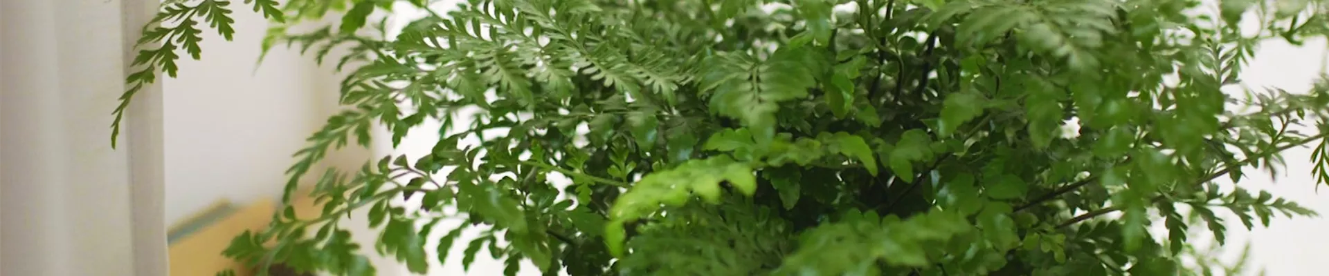 Nestfarn - Einpflanzen in ein Gefäß (thumbnail).jpg Nestfarn - Einpflanzen in ein Gefäß (thumbnail).jpg