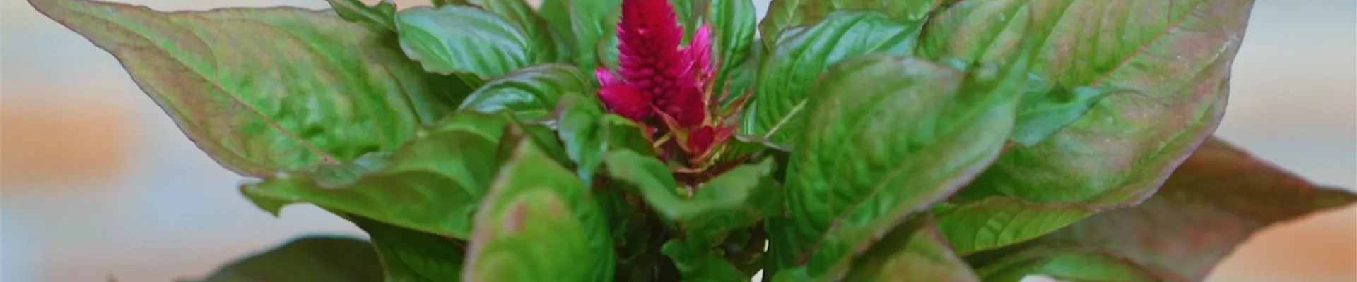 Silberbrandschopf - Einpflanzen in ein Gefäß (Thumbnail).jpg Silberbrandschopf - Einpflanzen in ein Gefäß (Thumbnail).jpg