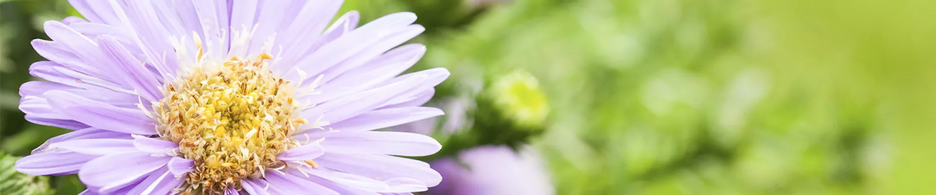 Astern - Einpflanzen im Garten (Thumbnail).jpg