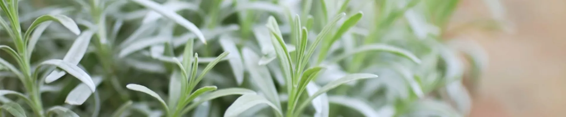 Lavendel - Umtopfen (thumbnail2).jpg Lavendel - Umtopfen (thumbnail2).jpg