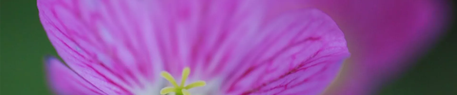 Reiherschnabel - Einpflanzen im Garten2 (thumbnail).jpg