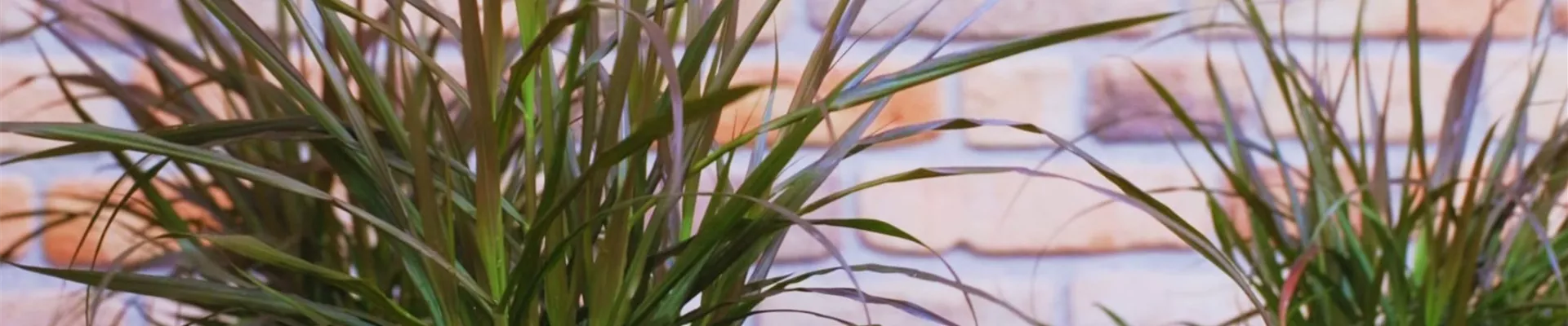 Afrikanisches Lampenputzergras - Einpflanzen im Garten (thumbnail).jpg Afrikanisches Lampenputzergras - Einpflanzen im Garten (thumbnail).jpg