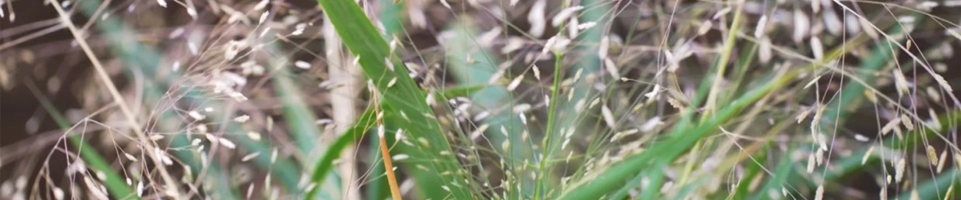 Liebesgras - Einpflanzen im Garten (Thumbnail).jpg