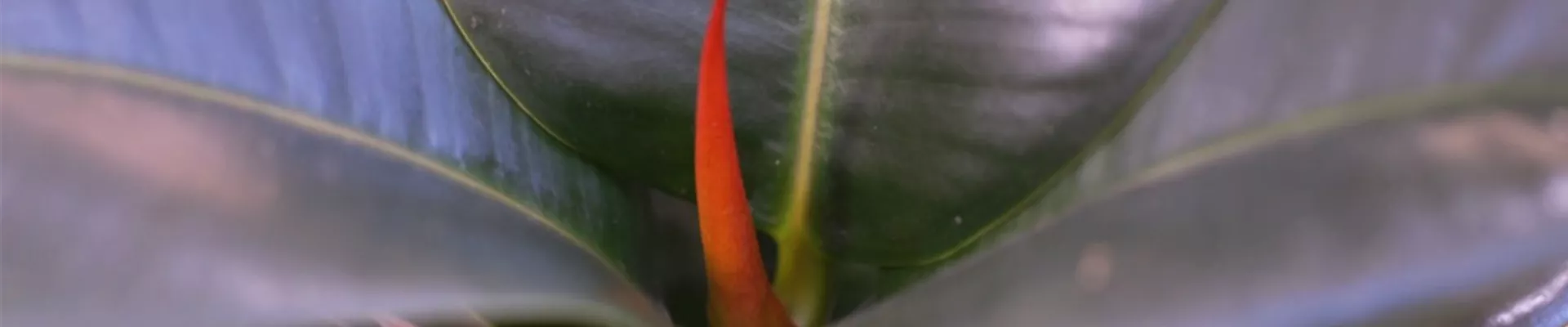 Gummibaum - Umtopfen (thumbnail).jpg Gummibaum - Umtopfen (thumbnail).jpg