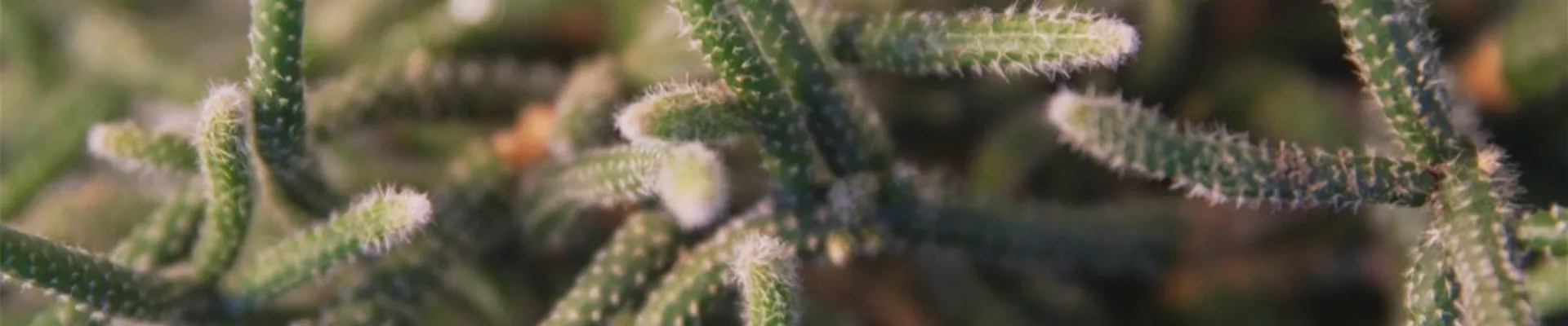 Binsenkaktus - Umtopfen (thumbnail).jpg Binsenkaktus - Umtopfen (thumbnail).jpg