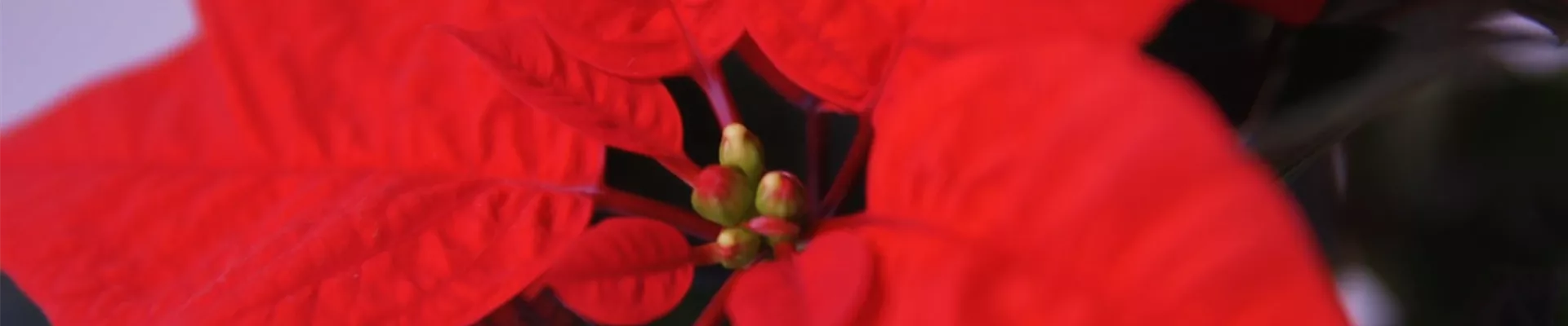 Weihnachtsstern - Umtopfen (Thumbnail).jpg Weihnachtsstern - Umtopfen (Thumbnail).jpg