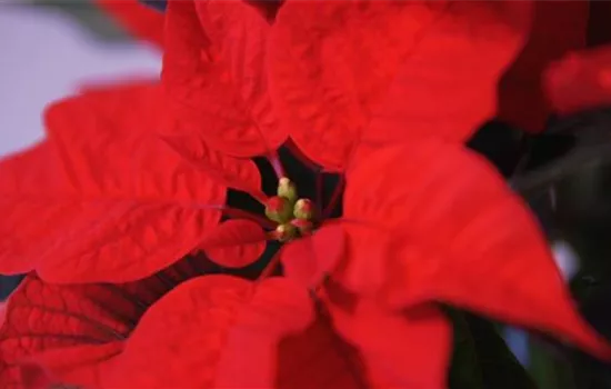 Weihnachtsstern - Umtopfen Weihnachtsstern - Umtopfen