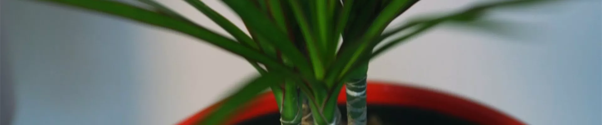 Gerandeter Drachenbaum - Umtopfen (Thumbnail).jpg