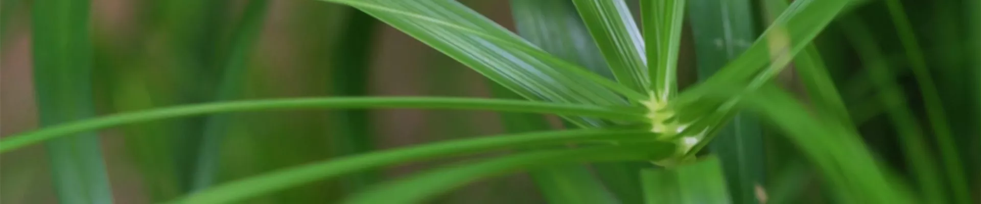 Zyperngras - Umtopfen (Thumbnail).jpg Zyperngras - Umtopfen (Thumbnail).jpg