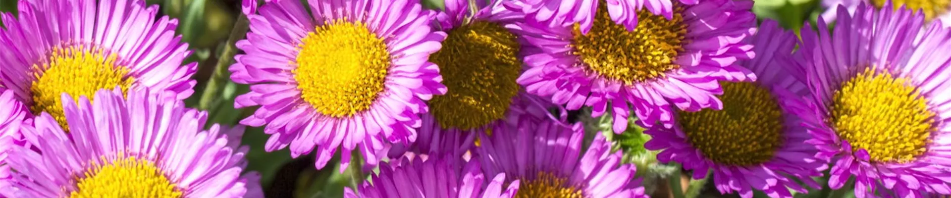 Feinstrahl - Einpflanzen im Garten (Thumbnail).jpg