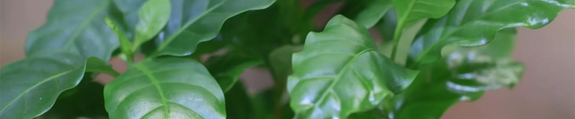 Kaffeepflanze - Umtopfen (thumbnail).jpg Kaffeepflanze - Umtopfen (thumbnail).jpg