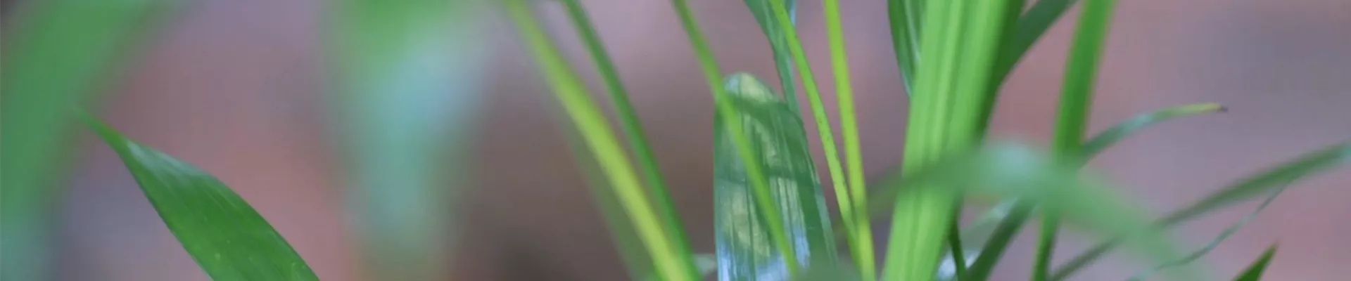 Katzenpalme - Umtopfen (thumbnail).jpg Katzenpalme - Umtopfen (thumbnail).jpg