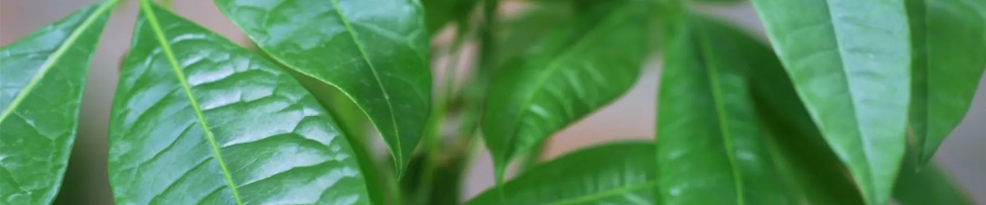 Glückskastanie - Umtopfen (Thumbnail).jpg Glückskastanie - Umtopfen (Thumbnail).jpg