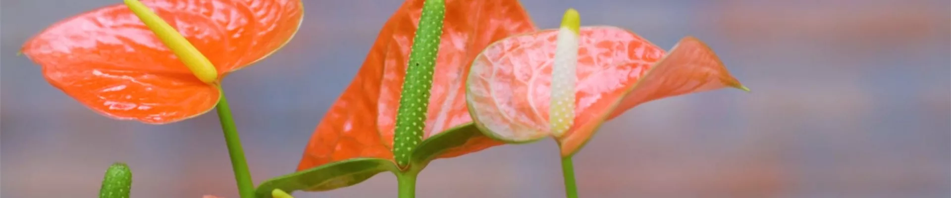 Flamingoblume - Umtopfen (Thumbnail).jpg Flamingoblume - Umtopfen (Thumbnail).jpg