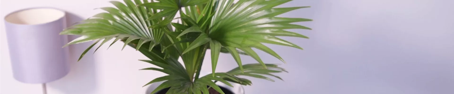 Rundblättrige Livingstonie - Umtopfen (thumbnail).jpg Rundblättrige Livingstonie - Umtopfen (thumbnail).jpg