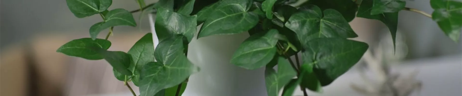 Zimmerpflanzenportrait - Efeu (Thumbnail).jpg Zimmerpflanzenportrait - Efeu (Thumbnail).jpg