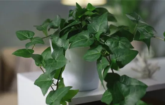 Zimmerpflanzenportrait - Efeu Zimmerpflanzenportrait - Efeu