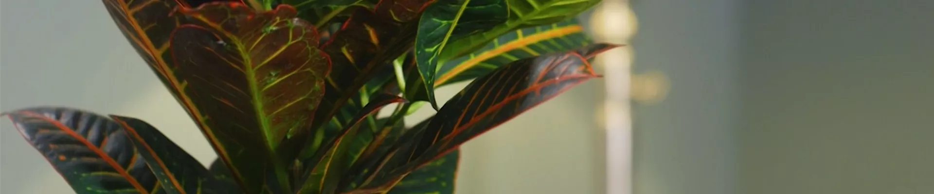 Wunderstrauch- Thumbnail.jpg Wunderstrauch- Thumbnail.jpg