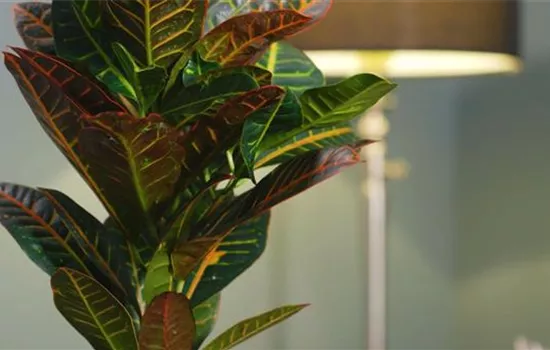 Zimmerpflanzenportrait - Wunderstrauch Zimmerpflanzenportrait - Wunderstrauch