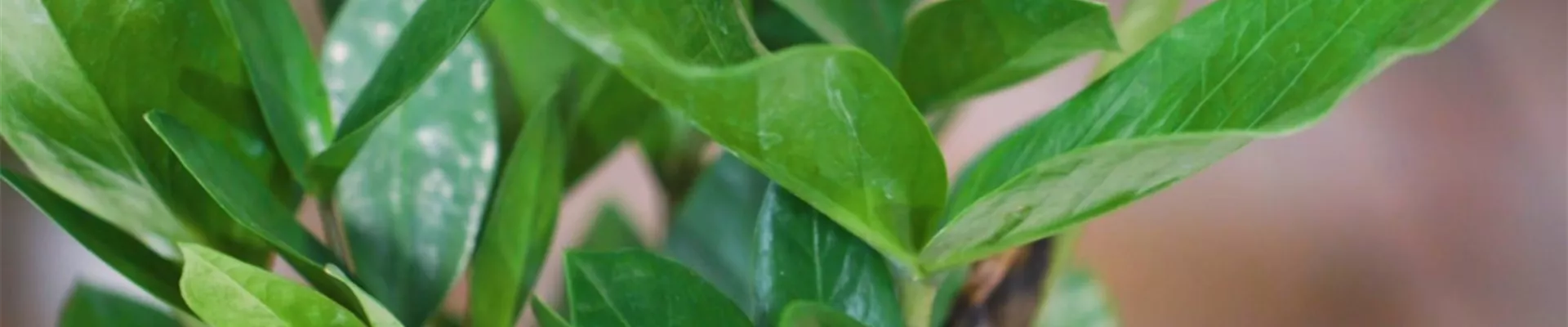 Glücksfeder - Umtopfen (Thumbnail).jpg Glücksfeder - Umtopfen (Thumbnail).jpg