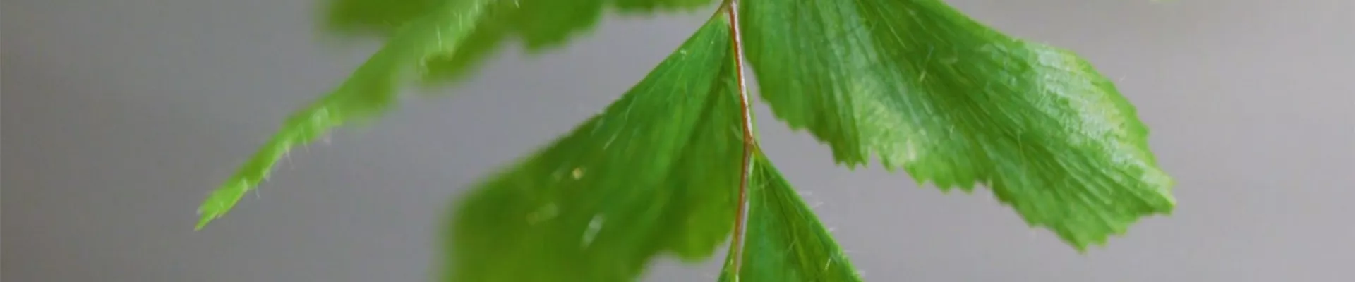 Frauenhaarfarn - Umtopfen (Thumbnail).jpg Frauenhaarfarn - Umtopfen (Thumbnail).jpg