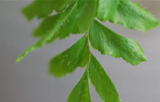 Frauenhaarfarn - Umtopfen Frauenhaarfarn - Umtopfen