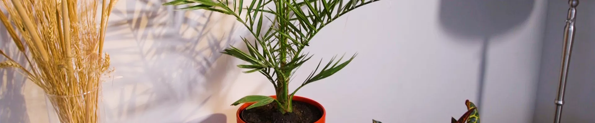 Kanarische Dattelpalme - Umtopfen (Thumbnail).jpg Kanarische Dattelpalme - Umtopfen (Thumbnail).jpg