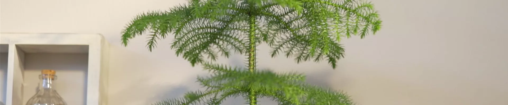 Zimmertanne - Umtopfen (Thumbnail).jpg