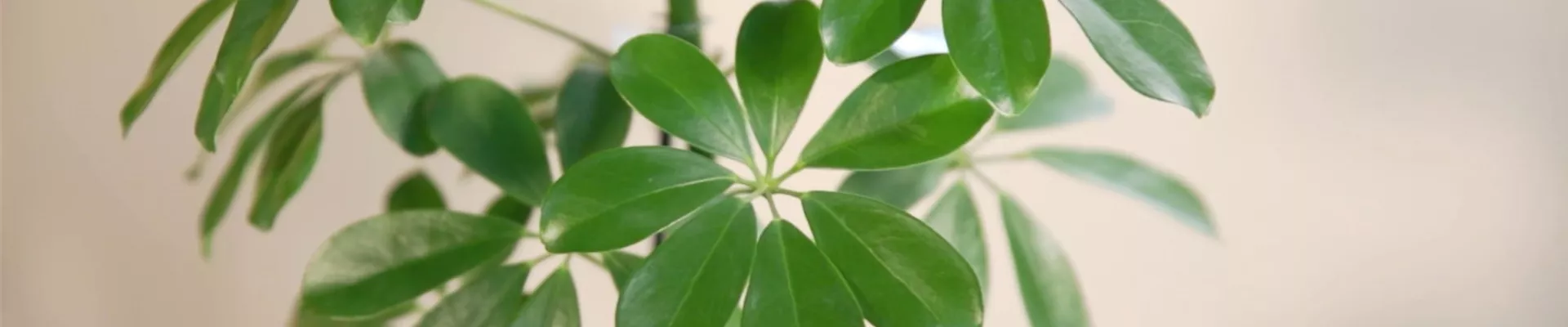 Zimmerpflanzenportrait - Strahlenaralie (Thumbnail).jpg Zimmerpflanzenportrait - Strahlenaralie (Thumbnail).jpg