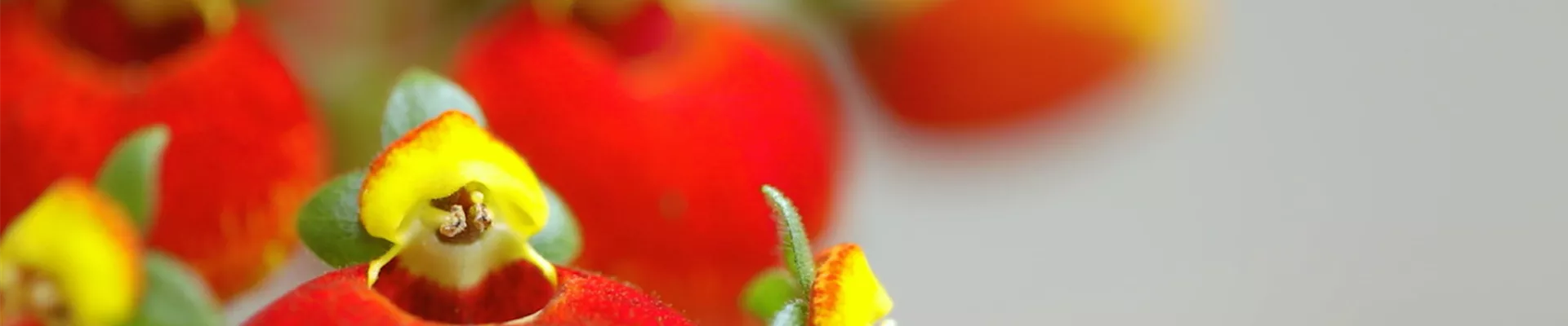 Pantoffelblume - Einpflanzen im Garten (Thumbnail).jpg Pantoffelblume - Einpflanzen im Garten (Thumbnail).jpg