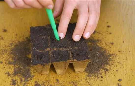 Gemüsepaprika - Aussaat Gemüsepaprika - Aussaat