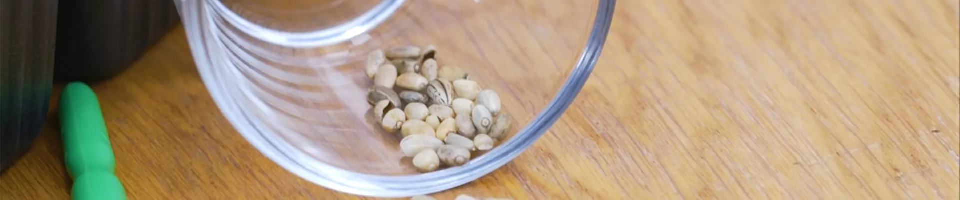 Artischocken - Aussaat (Thumbnail).jpg Artischocken - Aussaat (Thumbnail).jpg