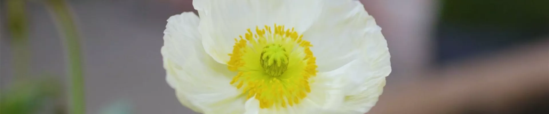 Mohn - Einpflanzen im Garten (Thumbnail).jpg Mohn - Einpflanzen im Garten (Thumbnail).jpg