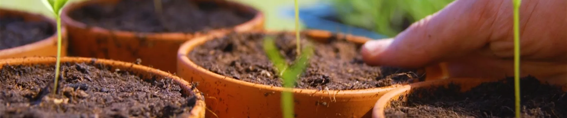 Gemüsepaprika - Pikieren (Thumbnail).jpg Gemüsepaprika - Pikieren (Thumbnail).jpg