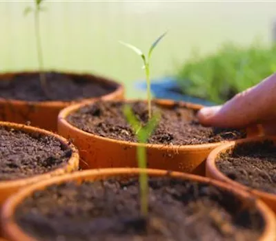 Workshop: Gemüseanbau für Fortgeschrittene von 10.00 bis 12.00 Uhr