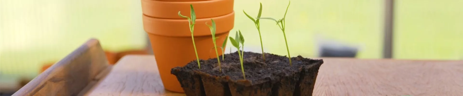 Jalapeno Paprika - Pikieren (Thumbnail).jpg Jalapeno Paprika - Pikieren (Thumbnail).jpg