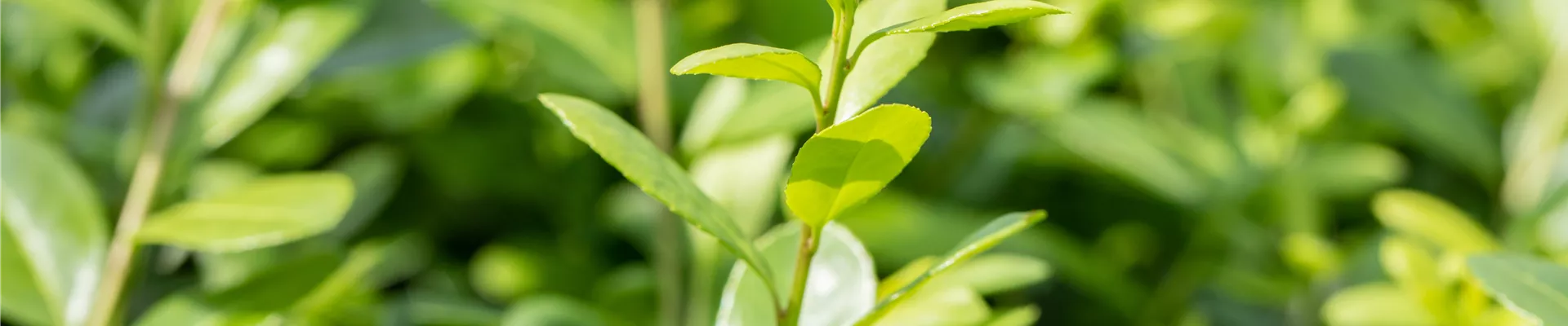 GS649918.jpg GS649918.jpg