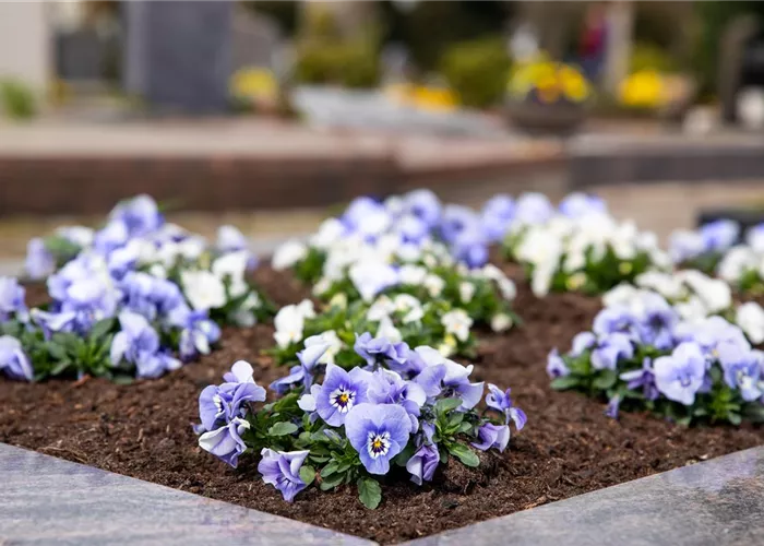 Friedhof Friedhof