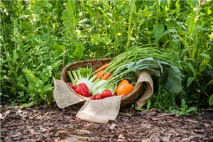 Workshop: Das kleine Gemüse ABC am 09. April von 14.00 bis 16.00 Uhr