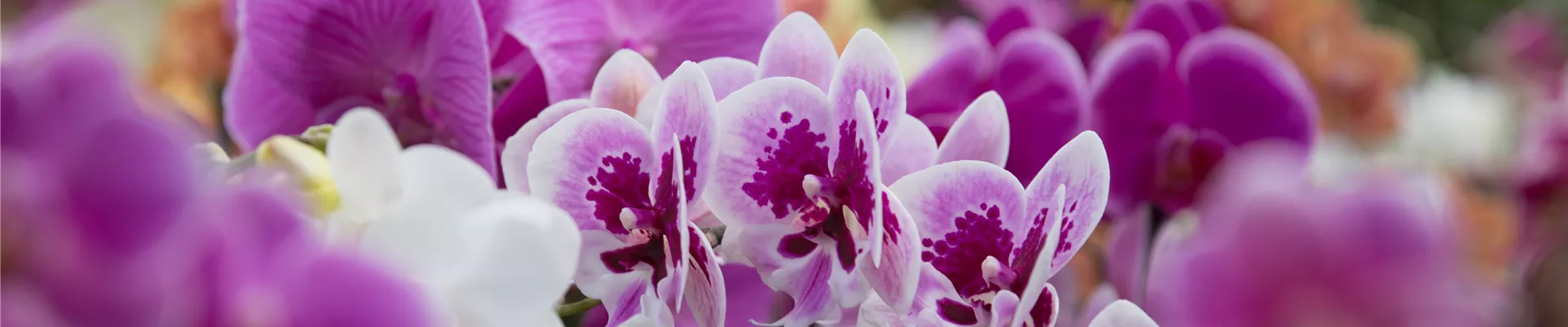 Orchideen.jpg Orchideen.jpg