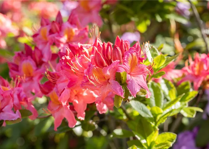 Rhododendron und Azaleen Rhododendron und Azaleen