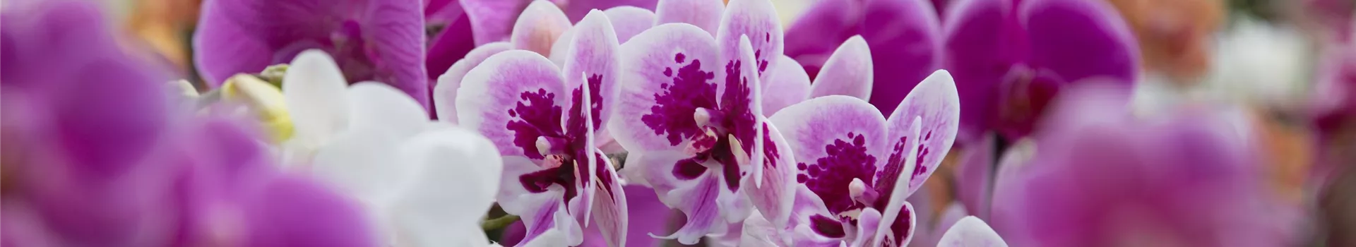 Orchideen.jpg Orchideen.jpg