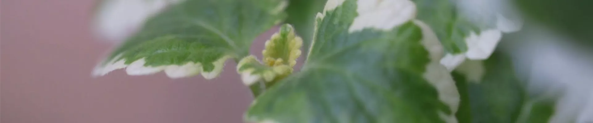 Haferstrauch - Einpflanzen im Garten (Thumbnail).jpg Haferstrauch - Einpflanzen im Garten (Thumbnail).jpg