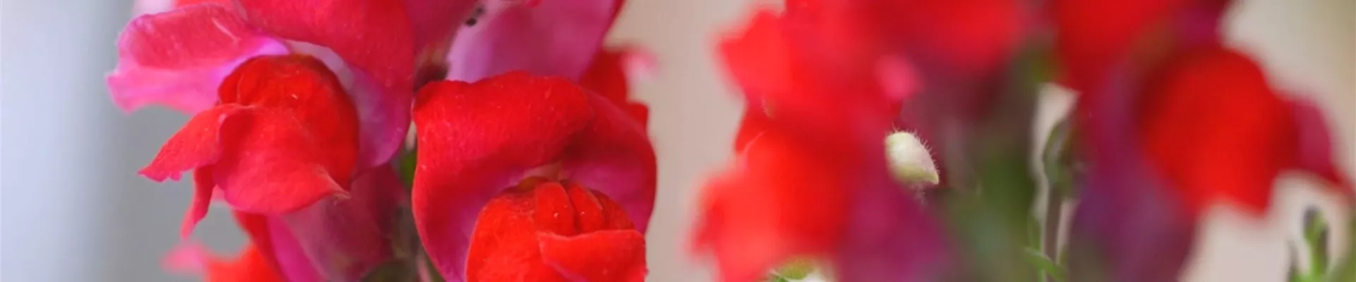 Löwenmaul - Einpflanzen im Garten (Thumbnail).jpg Löwenmaul - Einpflanzen im Garten (Thumbnail).jpg