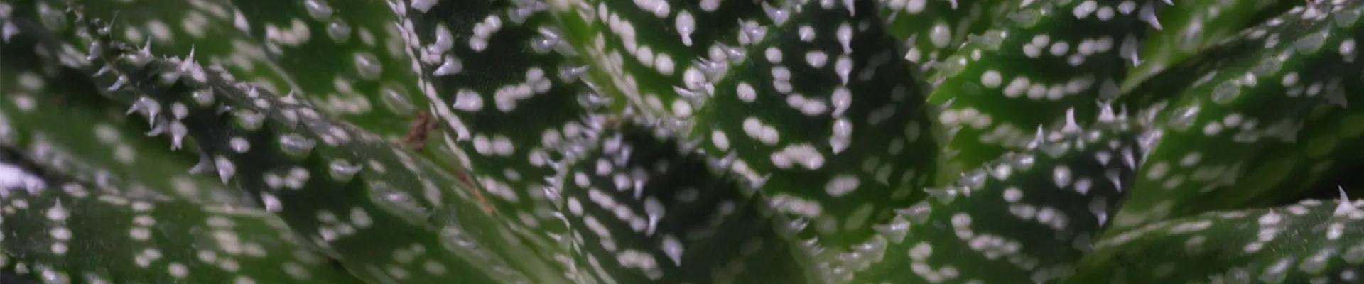 Ashampoo_Snap_Dienstag, 21. Juni 2022_09h35m57s_003_.jpg Ashampoo_Snap_Dienstag, 21. Juni 2022_09h35m57s_003_.jpg